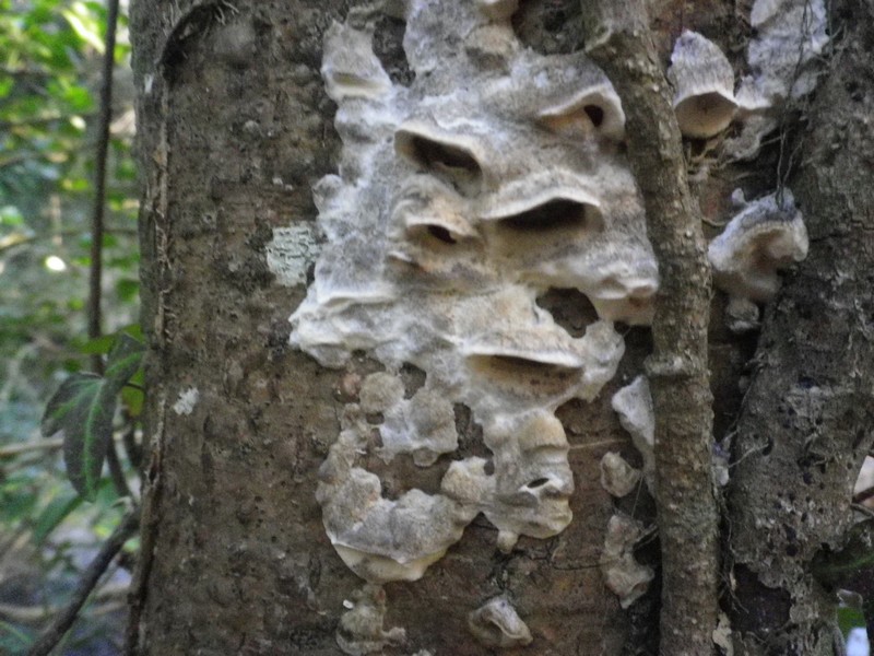 Polyporacea da identificare 1